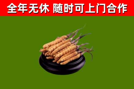 远安县回收冬虫夏草